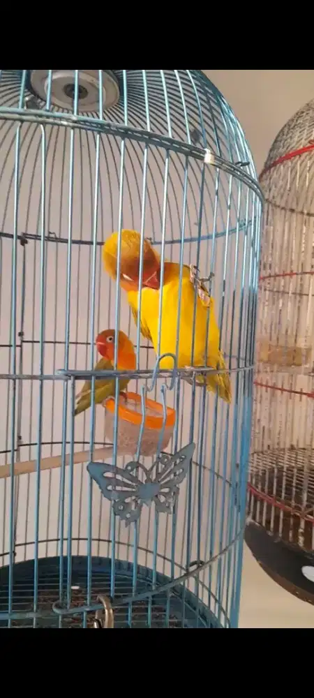 Jual sepasang lovebird