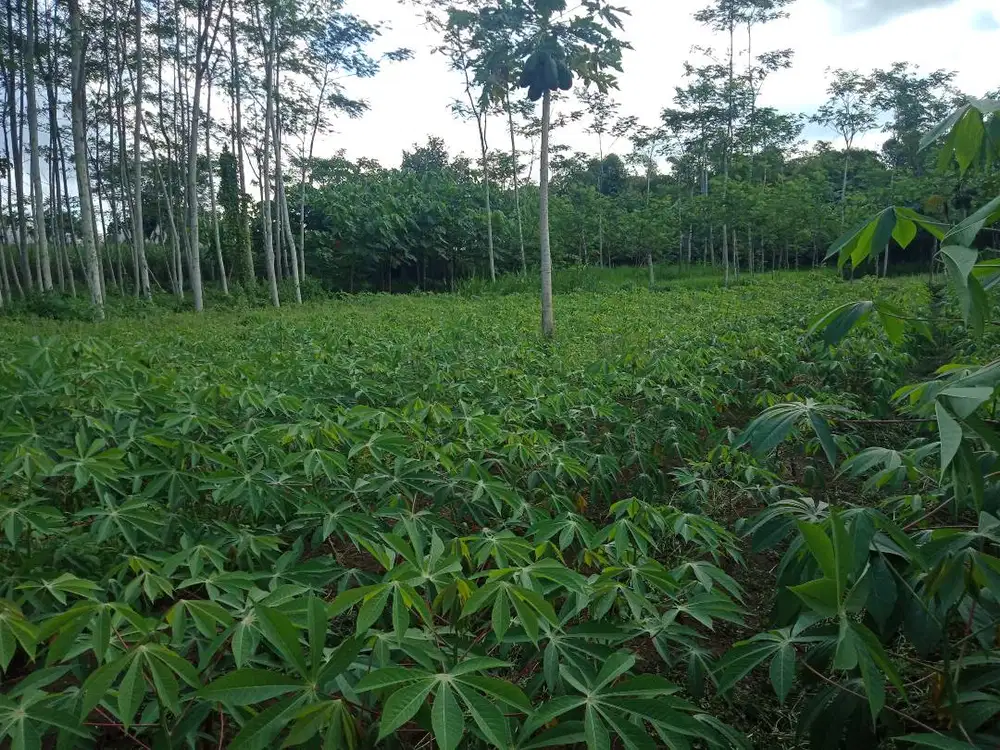 DIJUAL: TANAH KEBUN SHM MALANG KOTA