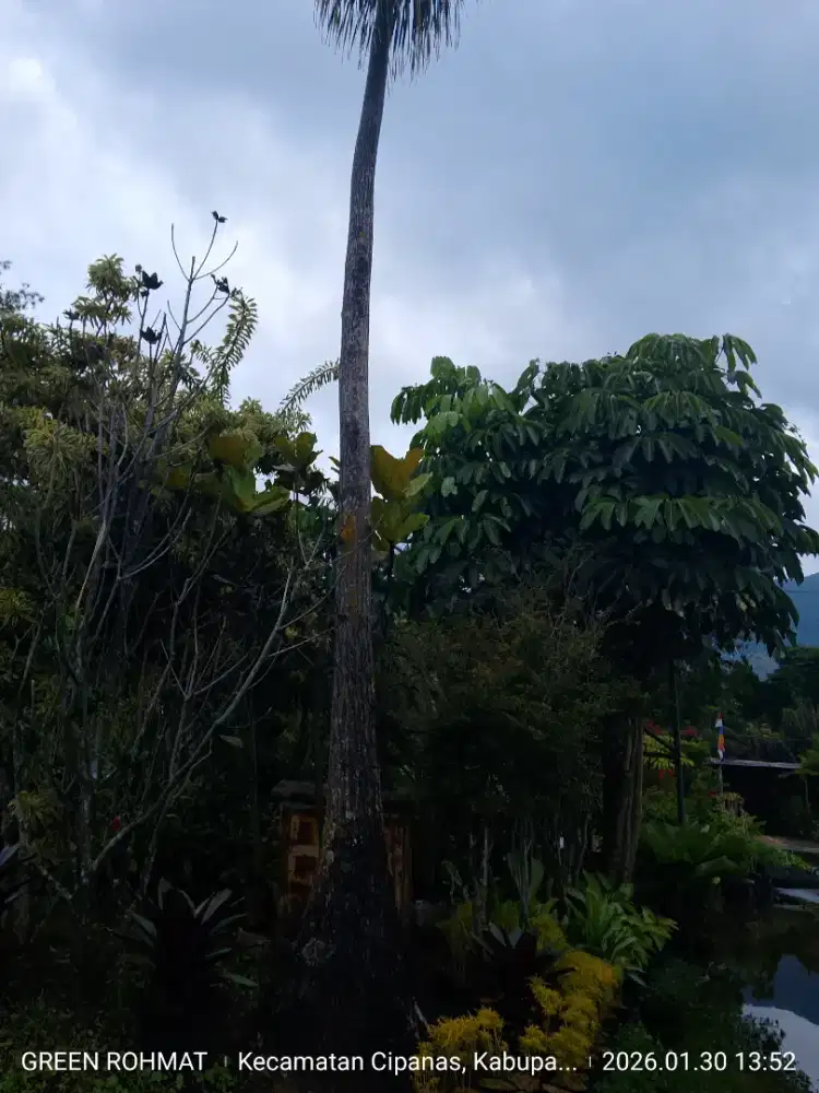 Tanaman Nolina tinggi 4 meter