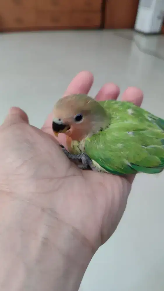 Anakan lovebird lolohan jinak total