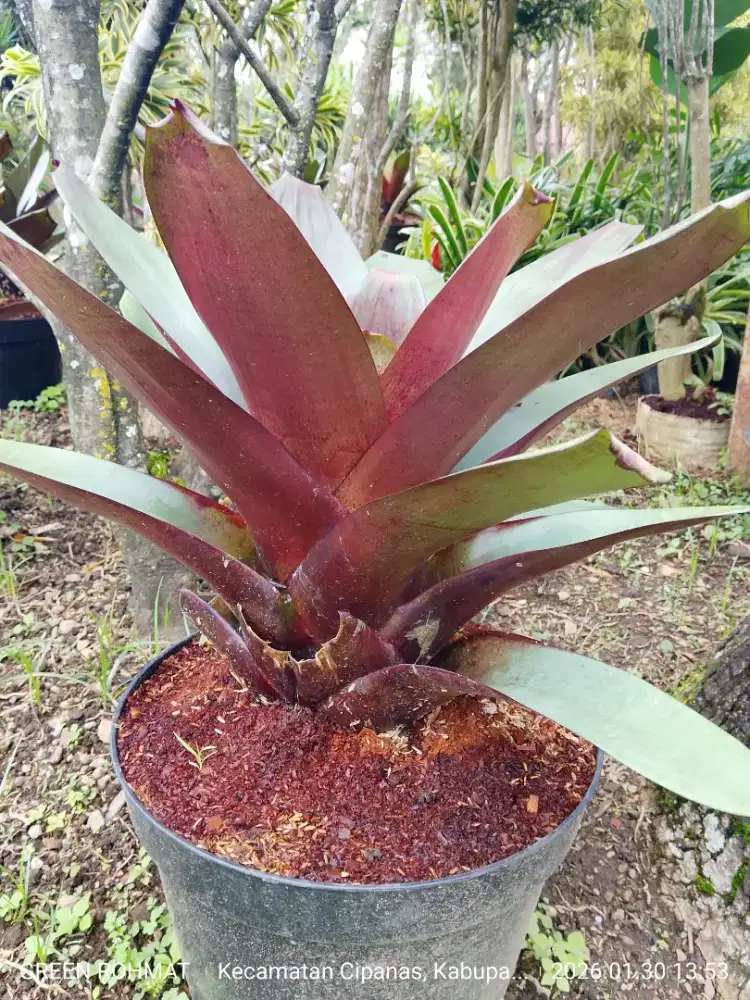 Tanaman Bromelia Gaint