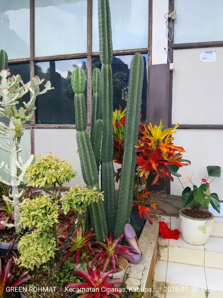 Tanaman Kaktus tinggi 1.5 meter