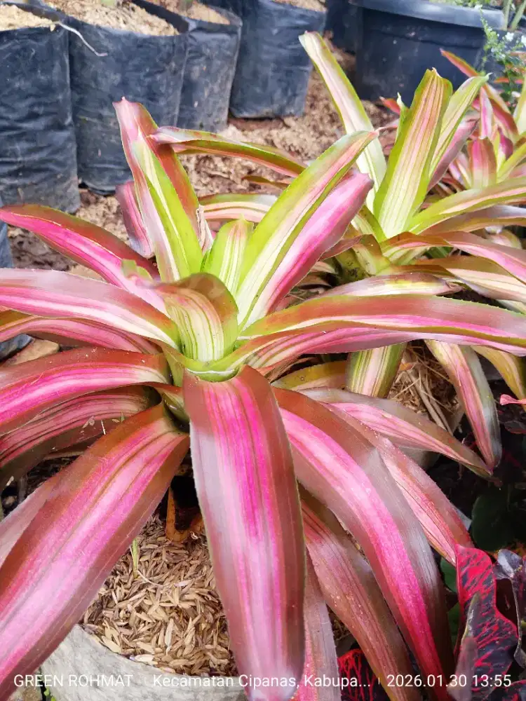 Tanaman Bromelia