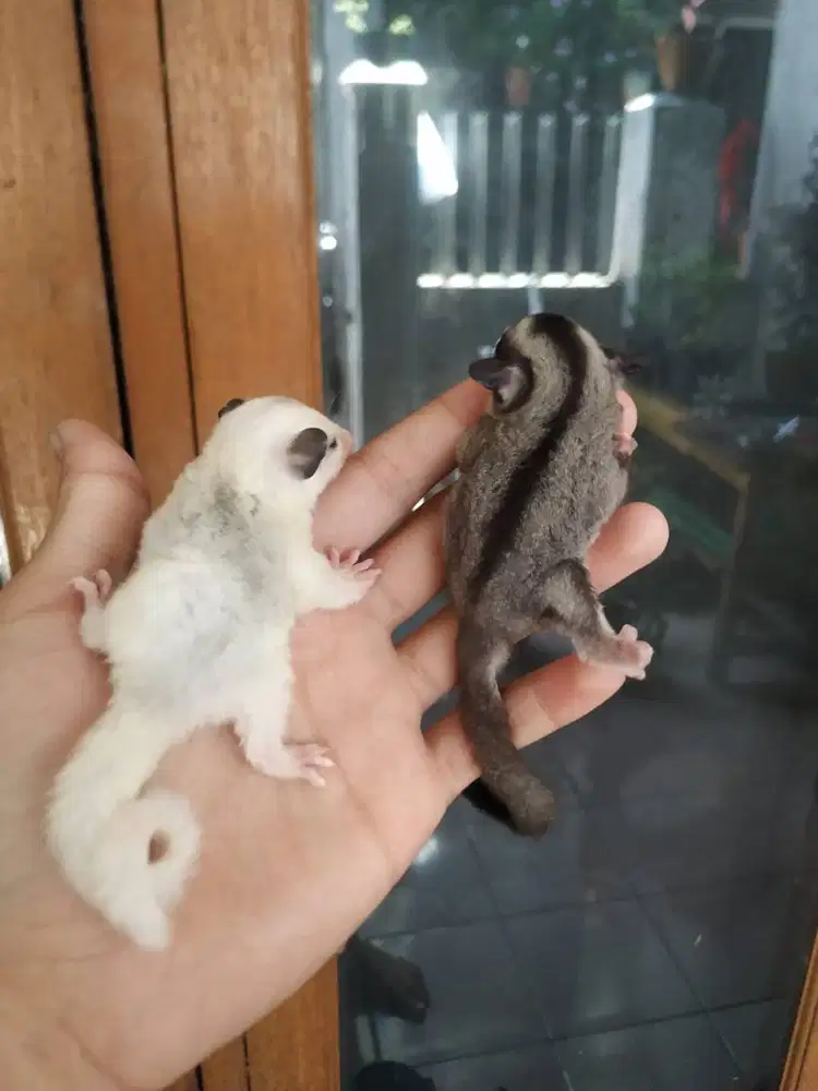 Sepaket sugar glider usia 2 bulan