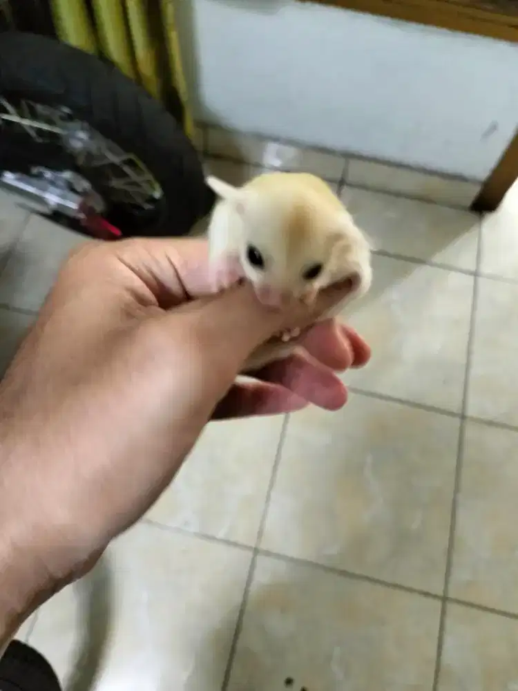 Sugar glider Joey leucistic betina