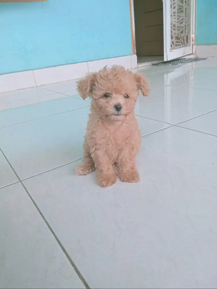 Toy Poodle, Non Stambun,