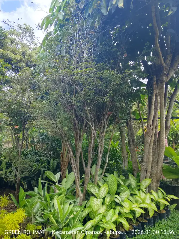 Tanaman Anggur Brazil