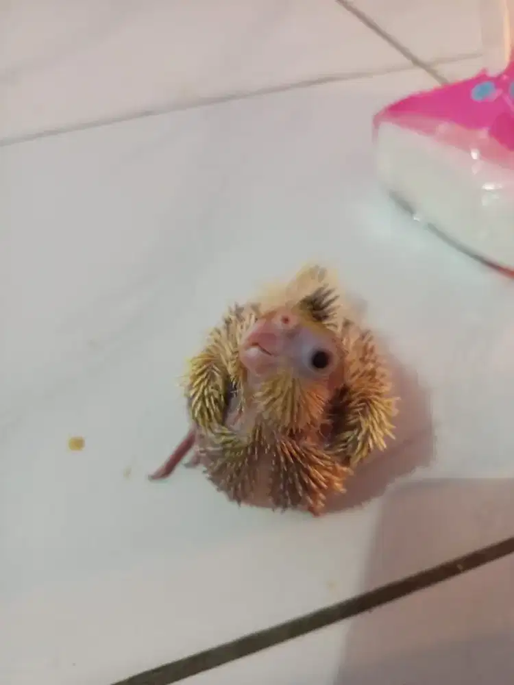 Parkit Australia lulut, nurut friendly manusia