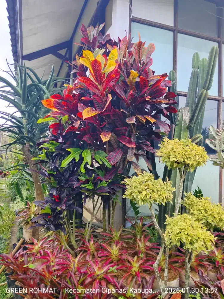 Tanaman Puring bercabang