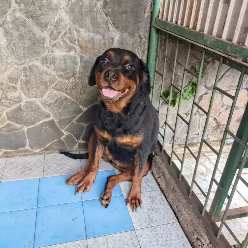 Rottweiler dewasa betina (stambum)