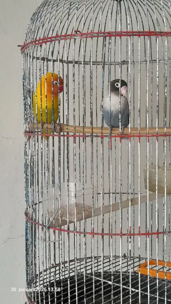 Jual sepasang lovebird
