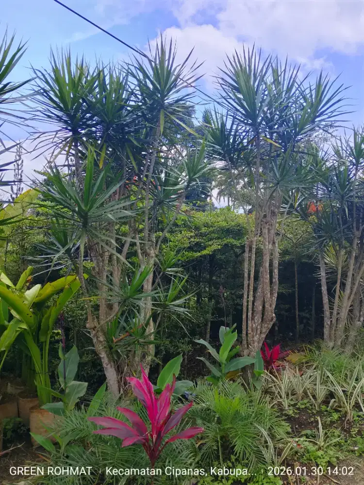 Tanaman Yucca tinggi 2 meter dan bercabang