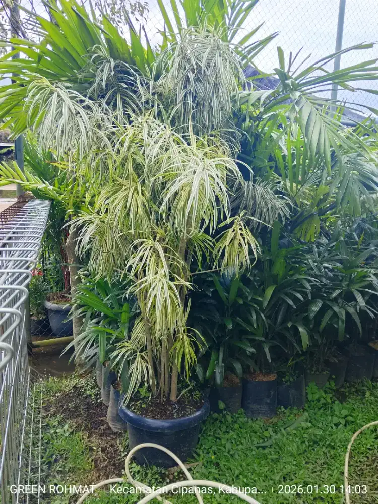 Tanaman Suji tinggi 1.5 meter