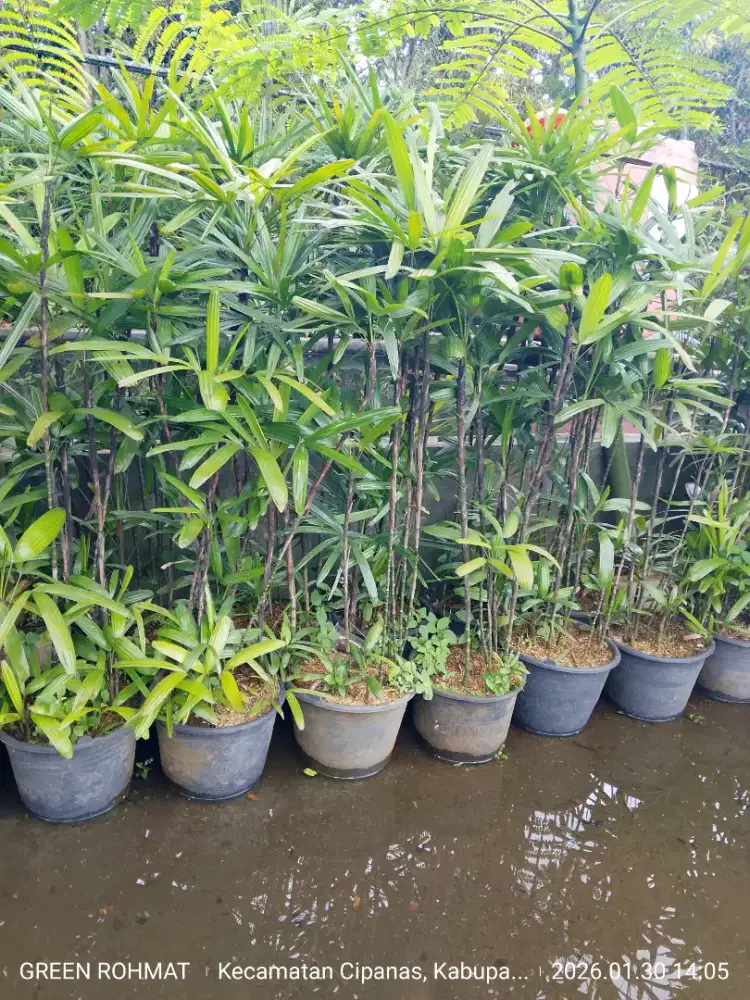 Tanaman Waregu tinggi 1.2 meter