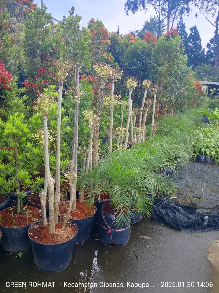 Tanaman Anting Putri