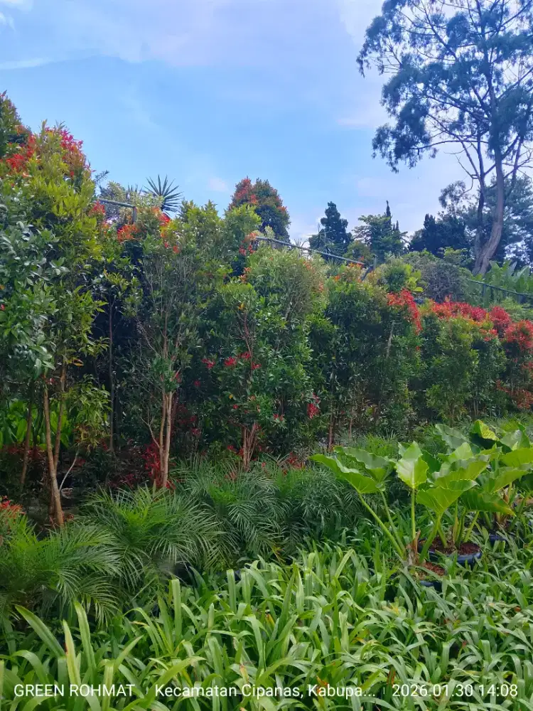 Tanaman Pucuk Merah tinggi 2 meter