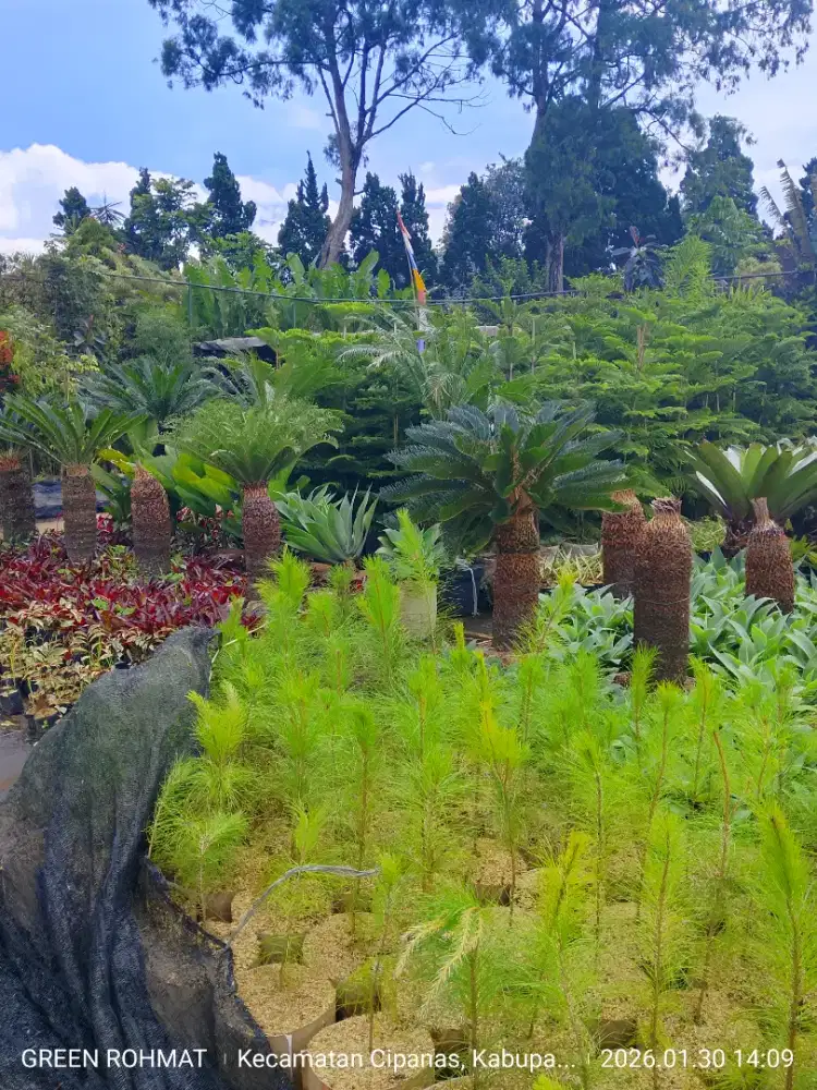 Tanaman sikas bisa pilih sendiri