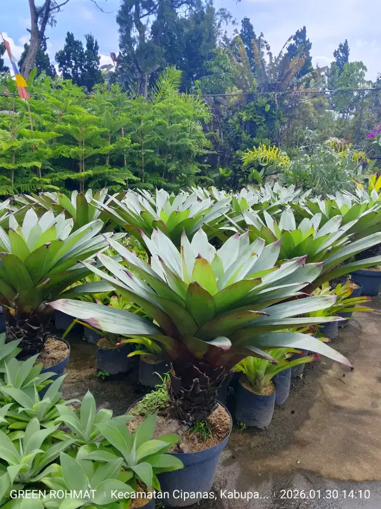 Tanaman Bromelia Gaint - ukuran besar