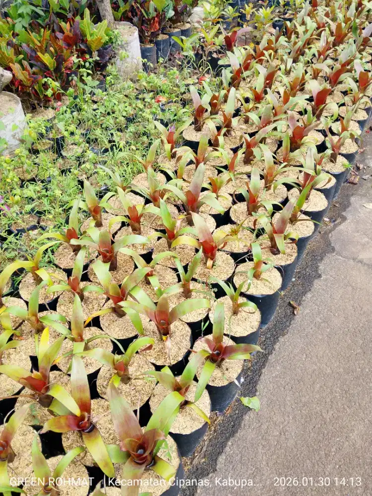 Bibit Bromelia  ready jumlah banyak