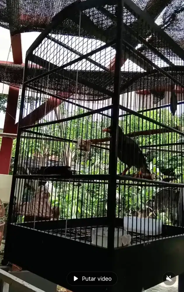 JALAK KEBO OCEHAN ISIAN SUDAH NGEDUMEL FULSET SANGKAR