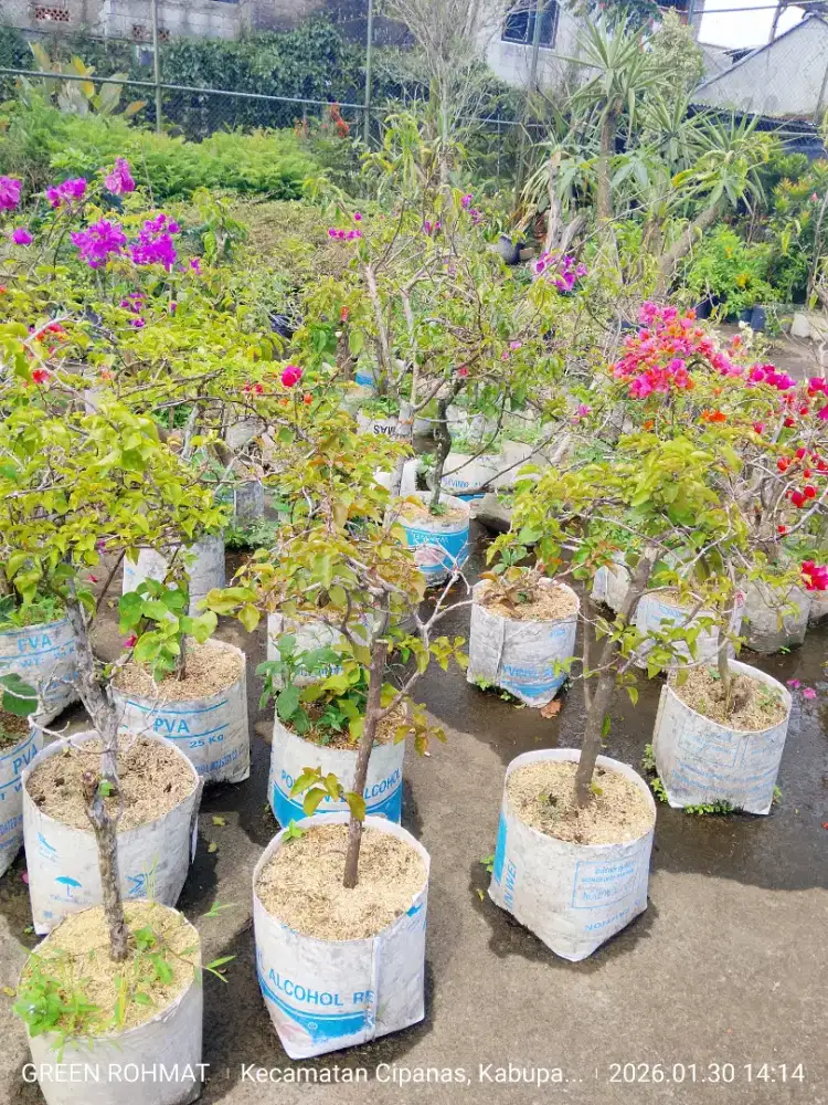 Jual Tanaman untuk kebutuhan proyek