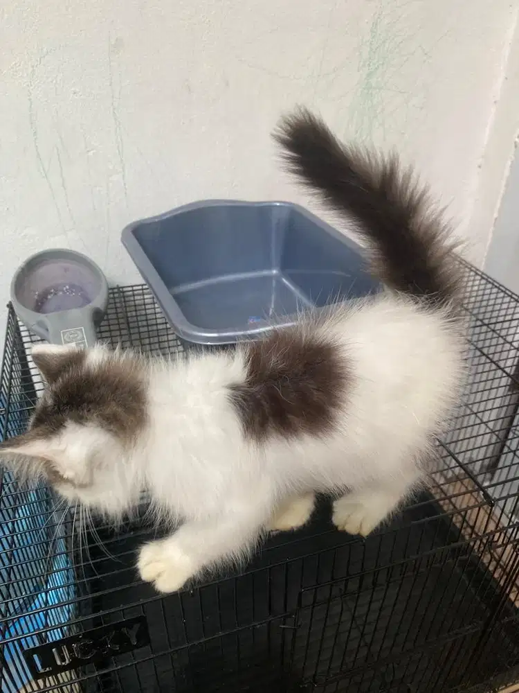 Jual Kucing Persia Long Hair Fullset Kandang