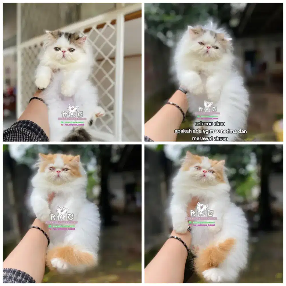 Kucing kitten peaknose lucu gemoy