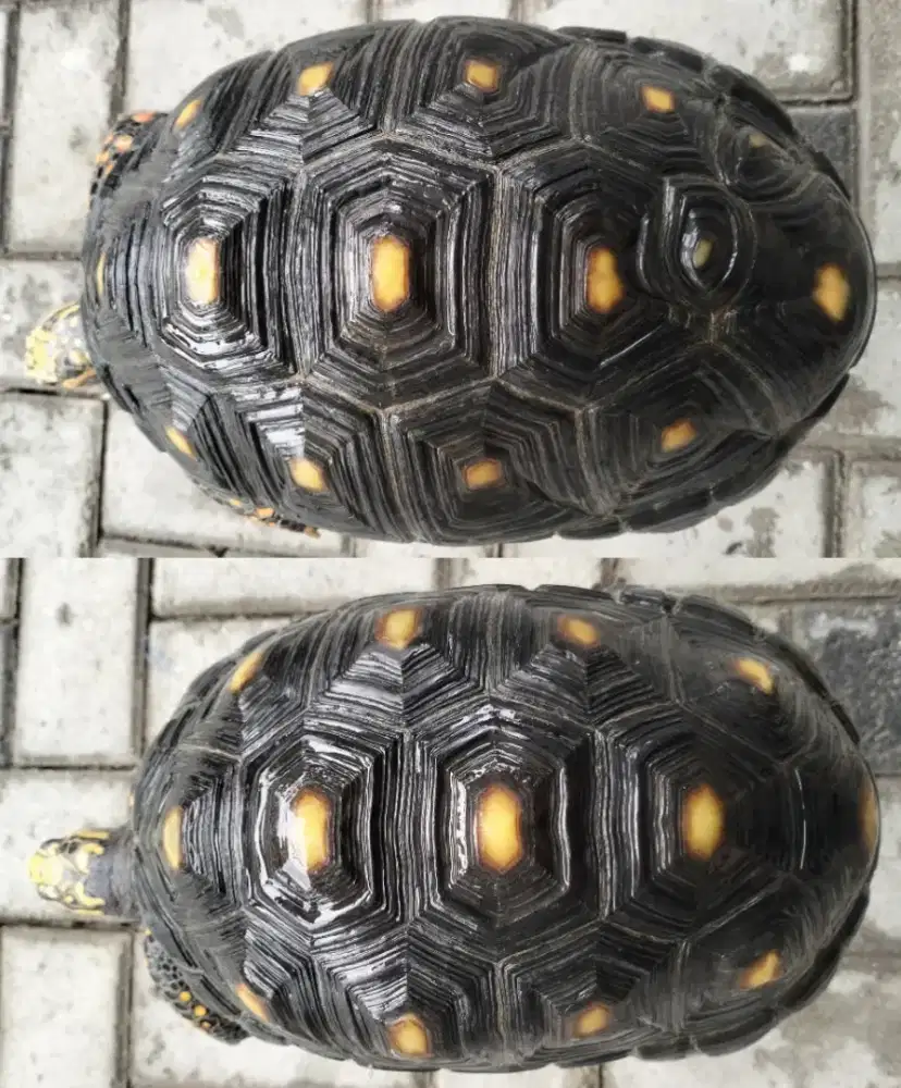 Redfoot Female 22 dan 26