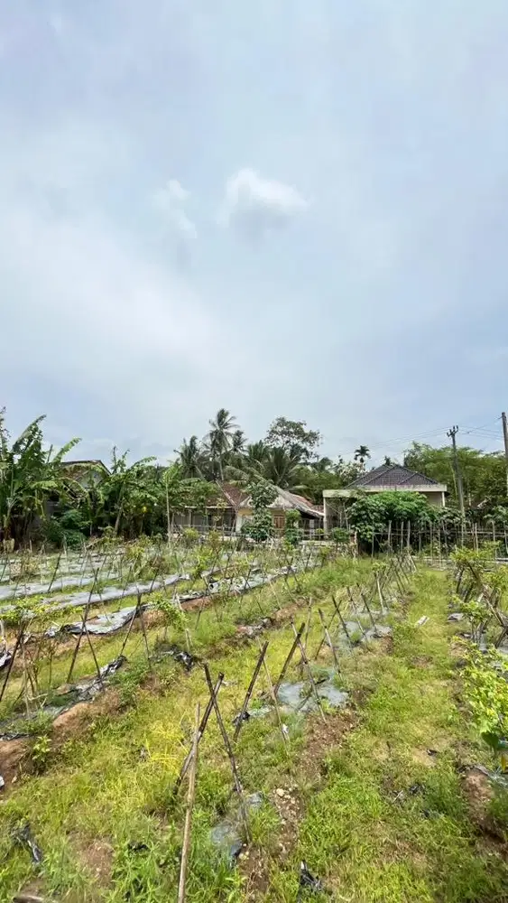 Tanah SHM 3.000 m² Akses Mobil, 2 Menit Jalan Nasional