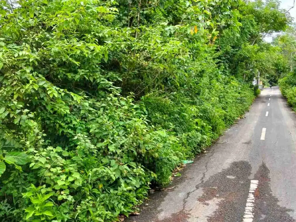 dijual tanah 10 are IDR 500 juta per are dekat Nirmala Ungasan Kuta Selatan Badung Bali