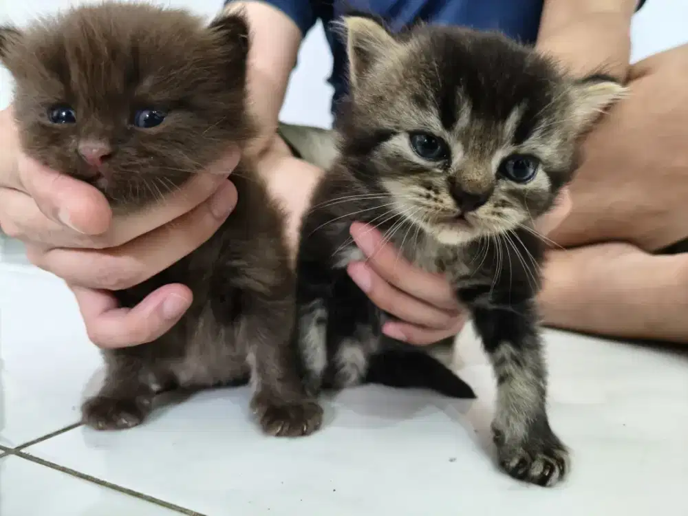 Jual Kitten / anakan Kucing Persia