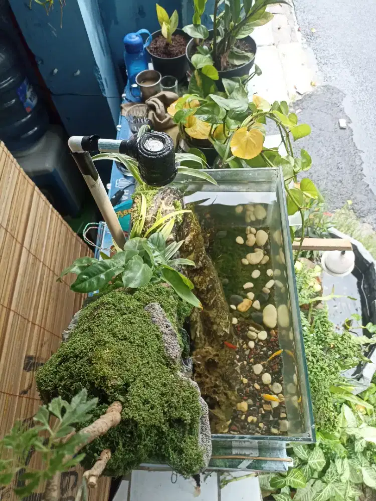 Jual aquarium murah fullset