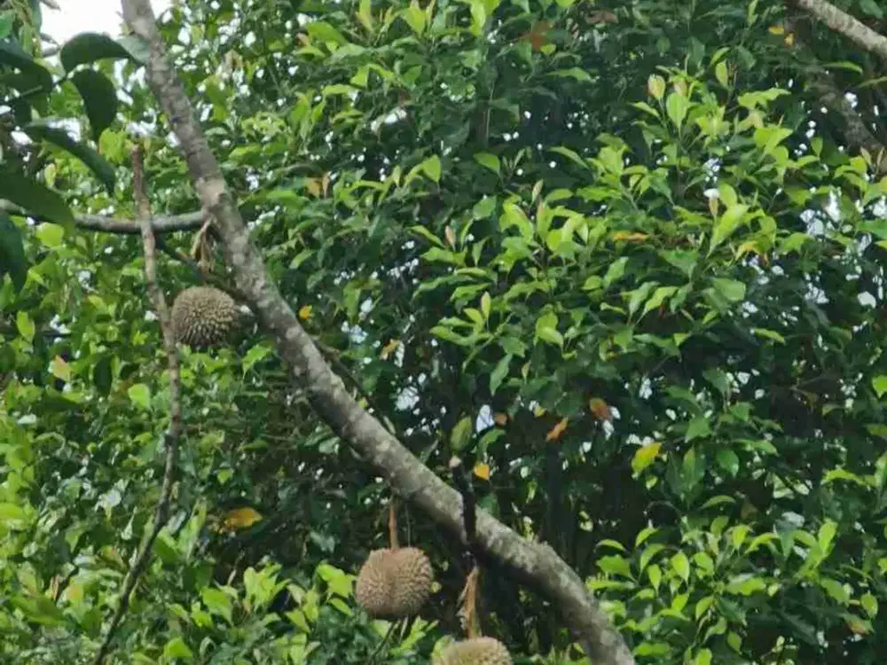 Dijual Lahan Tanah Kebun Durian di Bogor cocok untuk Investasi Agrowisata dan Perkebunan