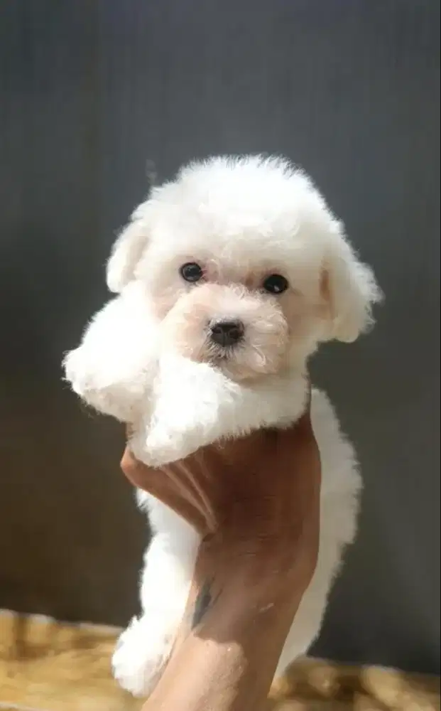 anakan bichon frise jantan ,male 2