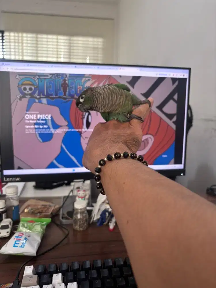 Anakan pineaple conure