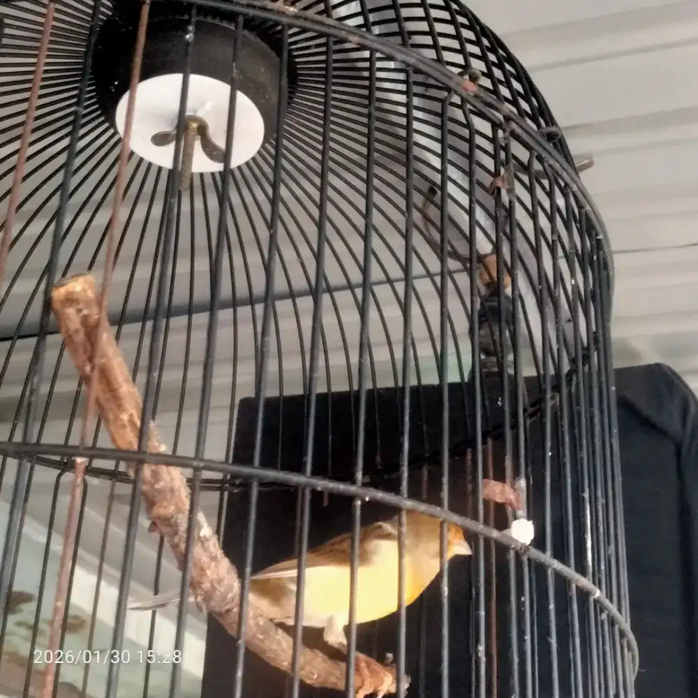 burung kenari jantan