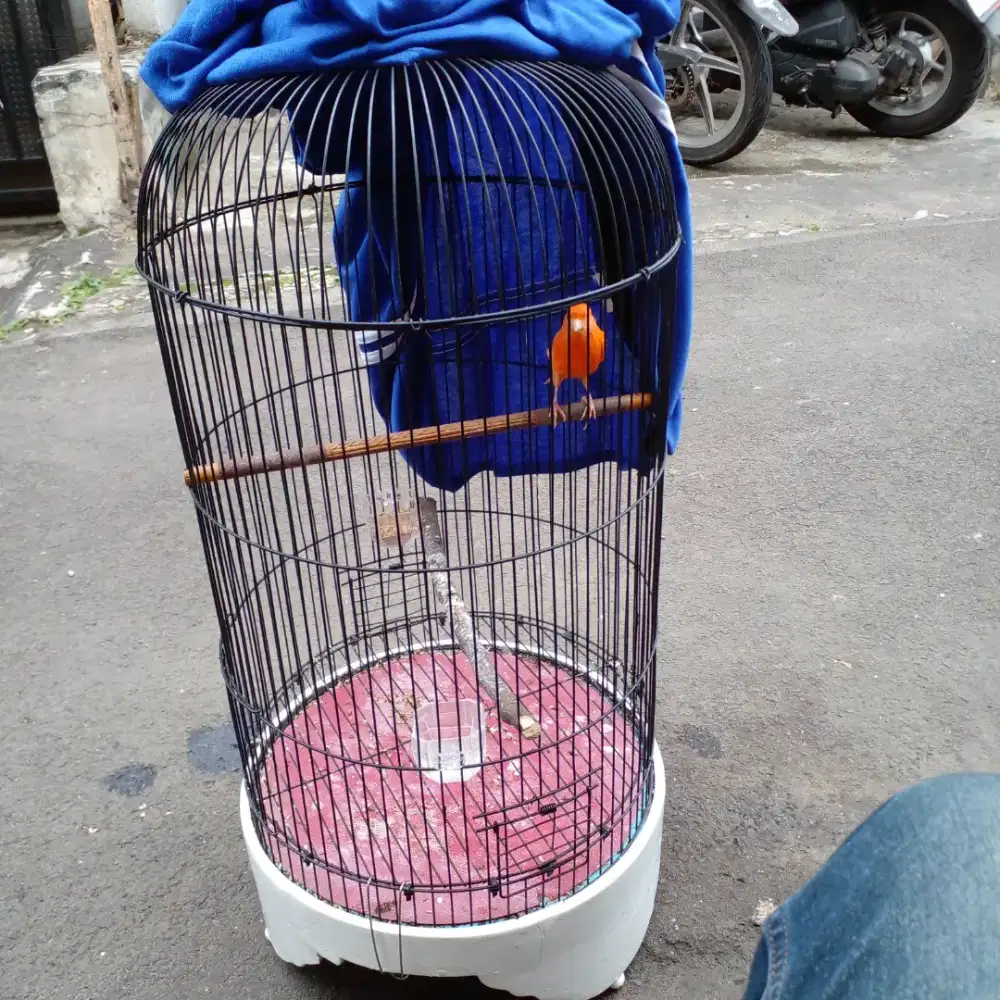 Jual burung kenari merlok usia 7 8 bulan