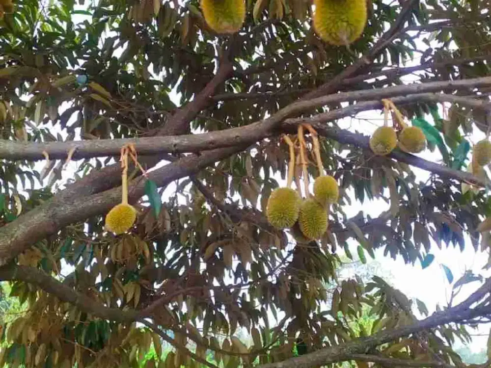 DIJUAL TANAH EX KEBUN DUREN
di PINGGIR JALAN NASIONAL - KABUPATEN CIANJUR