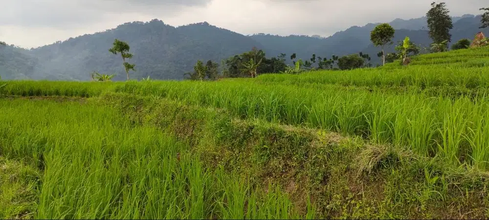Jual Tanah Sawah Produktif