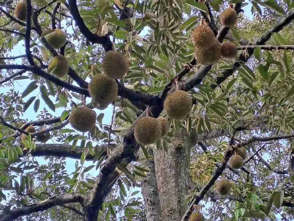 Dijual Tanah Kebun Produktif & Investasi Menjanjikan di Bogor