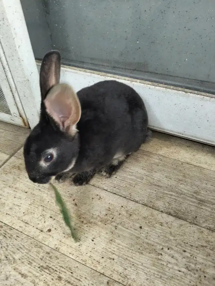 Kelinci Rex carpet anakan