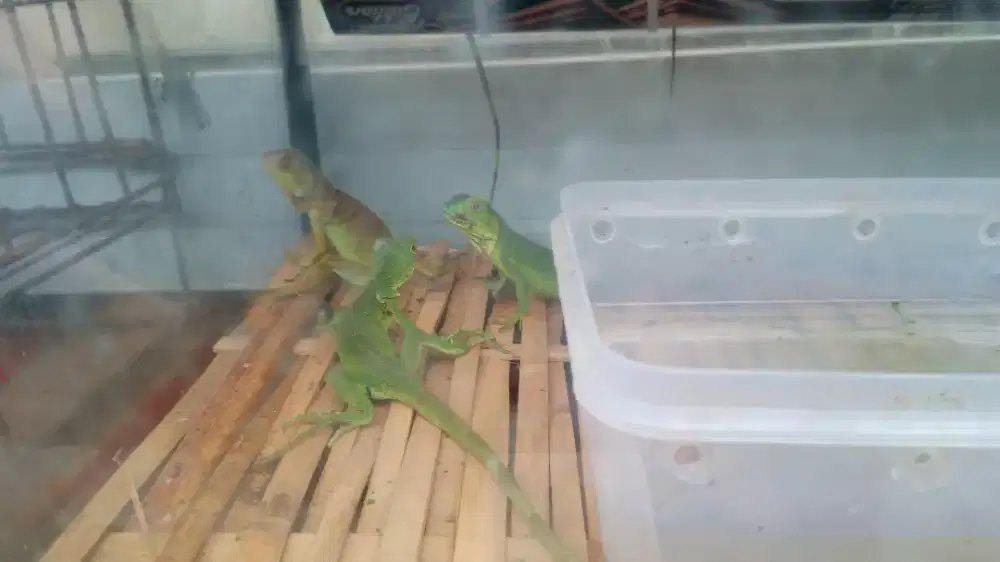 Green iguana baby 30cn