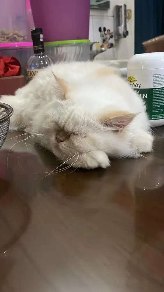 Dijual himalayan red point