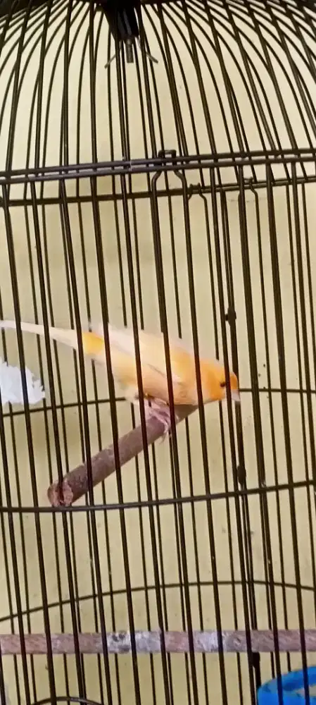 kenari jantan kuning gacor