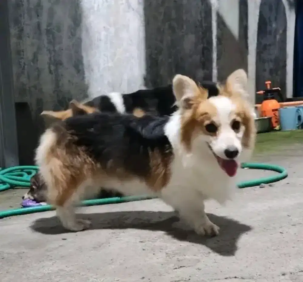 Anjing Wels corgy corgi