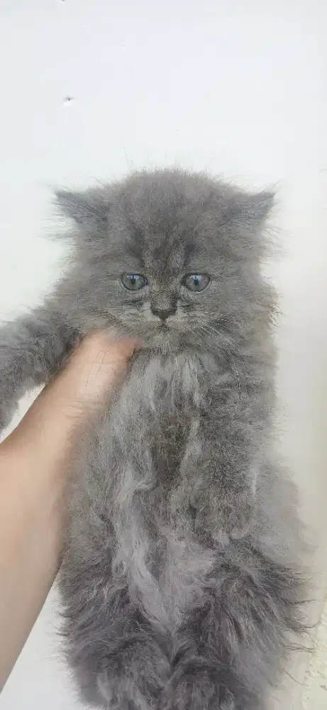 Kitten betina ras campuran peaknose dan persia