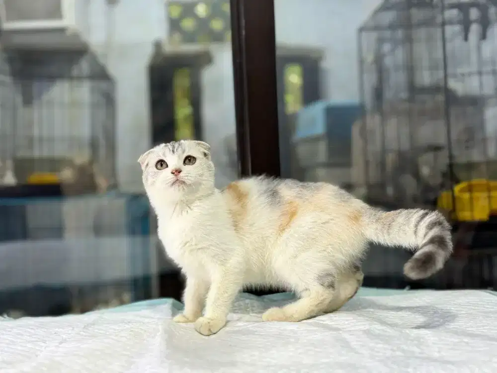 kucing scottish fold betina 4,5 bulan