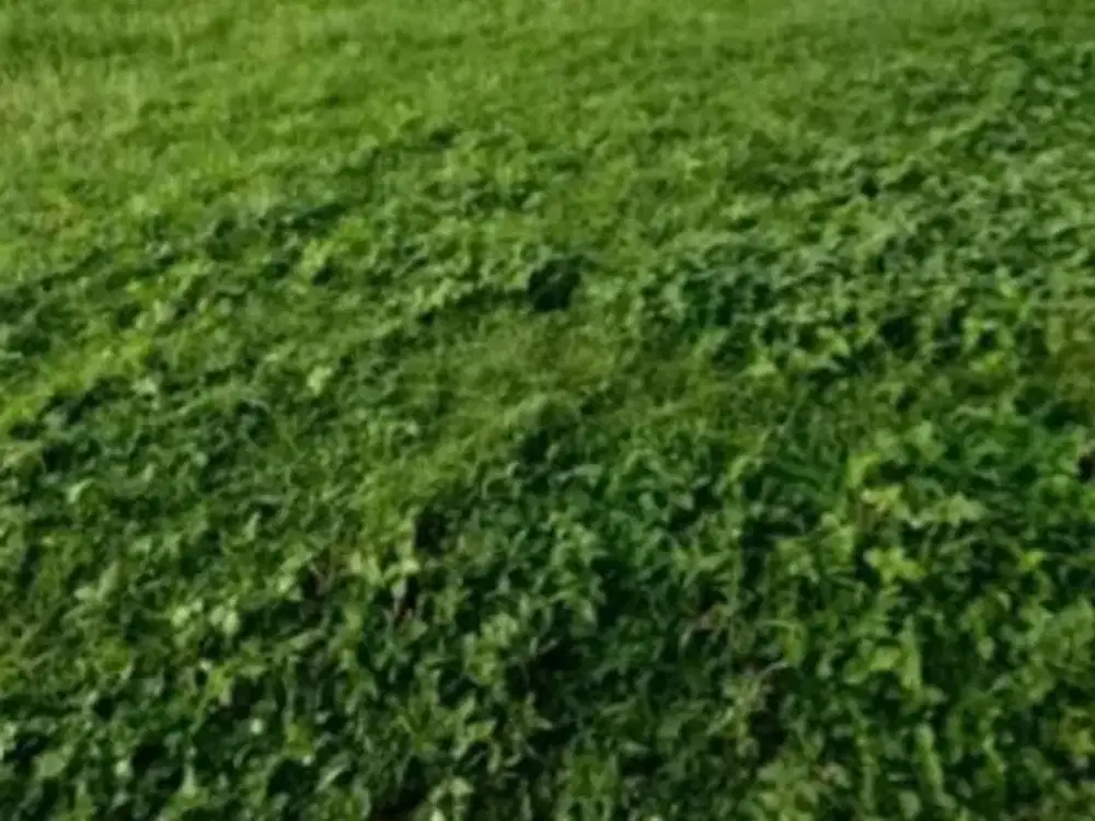 Jual Murah dan Rugi Kavling di Grand Pakuwon, Surabaya