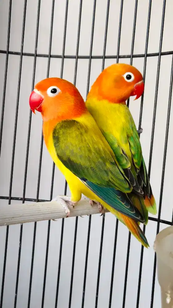Lovebird mutasi cantik