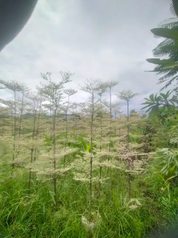 Pohon Ketapang Kencana Variegata